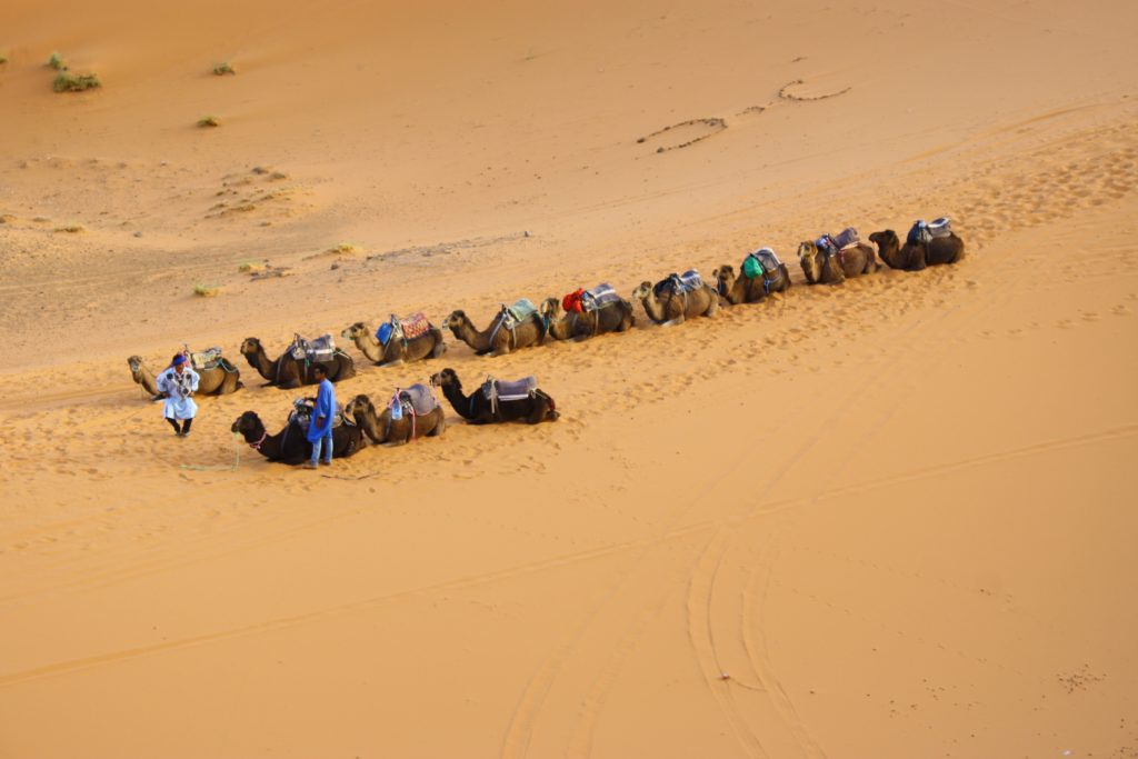 dromadaire -Tunisie