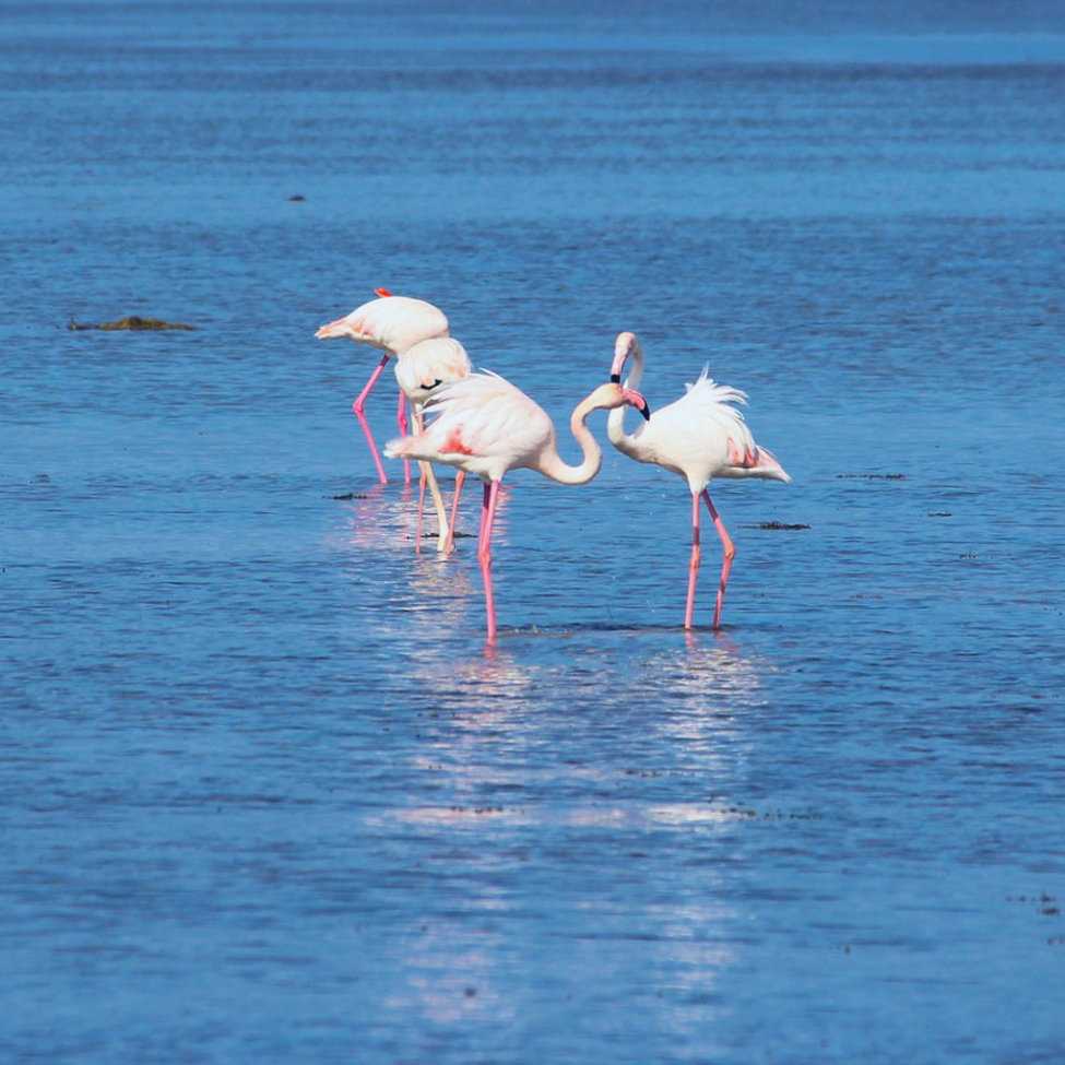 Flamant-Rose-Djerba